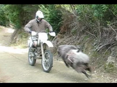 Pustulka - Zamontowali temu baranowi, który atakował motocyklistę kamerkę go pro na g...