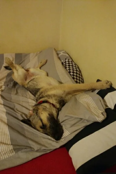 DonBores - Nuta chyba nie potrafi normalnie spać xD #smiesznypiesek #pieseczkizprzypa...