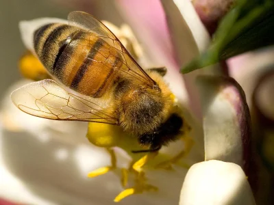 K.....w - @Vegan: 
pszczoła jest mięciutka i puchata