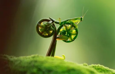 WuDwaKa - Modliszka na rowerze ʕ•ᴥ•ʔ
#modliszka #modliszki