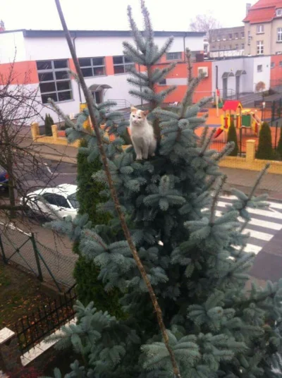 Saitaver - Kot świąteczny #smiesznykotek #kot #heheszki