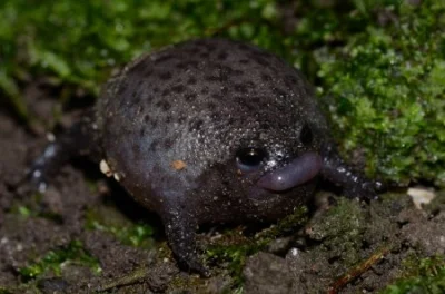 DuchBieluch - Breviceps fuscus – gatunek płaza bezogonowego występujący endemicznie n...