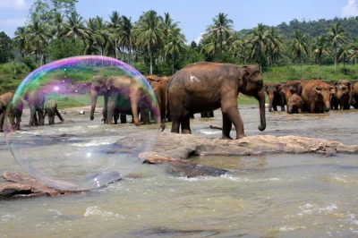 MaciejPN - Sri Lanka - zdjęcie z sierocińca dla słoni w czasie codziennej kąpieli, w ...