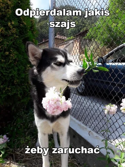 Wulfi - #husky #pies #psy #smiesznypiesek #zwierzaczki #wulfi