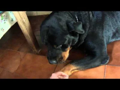 l.....w - #psy #rotweiler #smiesznypiesek 

Az teskno mi za moim Rotem. 
Tak oglad...