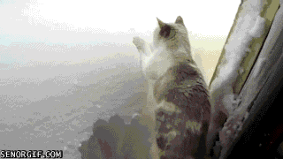martusiek - Nie wiem, co on robi.

#zwierzaczki #koty #koteczek #gif #snieg #zima