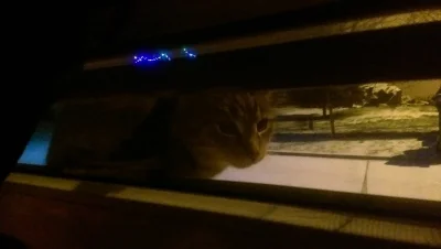 wujogm - Za 20 plusów wpuszczam go do domu, jak nie to niech marznie na śniegu 

#kot...