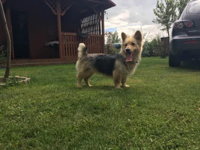 nipanimaju - #lublin i okolice. Pieseł nadal poszukuje człowieka, który go adoptuje. ...