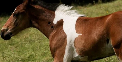 j.....n - Koń z łatą w kształcie.. konia :D
#ciekawostki #smiesznypiesek #zwierzaczk...