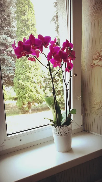 thekrzychu - Wraz z #rozowepasek dostaliśmy oto taki #kwiatek . Obstawiam, że to #orc...