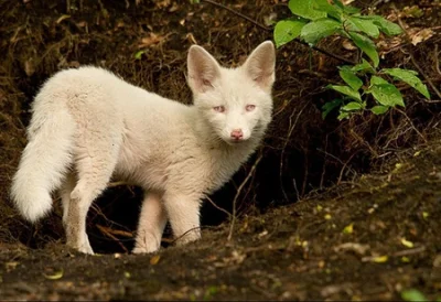 Seraphiel - Nie każde zwierzę z białym futrem to albinos... Pierwsza fota i od razy z...