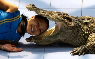 Masson - @Amadeo: ." Prawdziwy krokodyl jest miły i otwarty na inne gatunki"
Nikt ro...