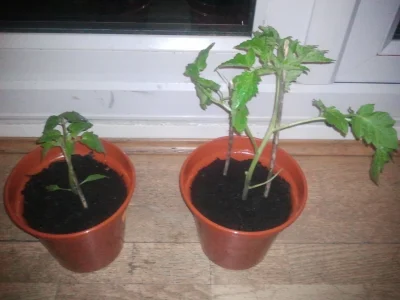e.....n - #tomaty



Kupiłem sobie wczoraj dwie sadzonki pomidorów, nie mam pojęcia o...