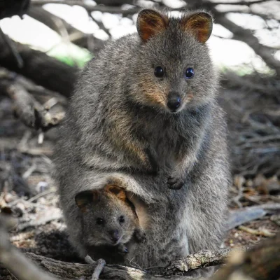 mfek00 - Dzisiejsza kuoczka ze swoim pierwszoklasistą ʕ•ᴥ•ʔ
#quokkanadzis #quokka #z...