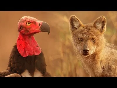 cheeseandonion - Kruk vs Sępy vs Szakal

ps.
SPOILER

#przyroda #zwierzaczki #bb...