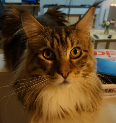 sepinroth - Mój młodszy Maine Coon, Leon, ma 10 miesięcy. Mierzy 92 cm i waży 6 kg. R...