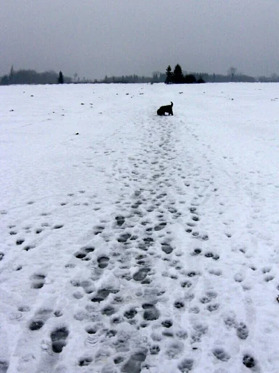 syn_moderatora - Moze to zdjęcie przyniesie komuś trochę chłodnej ulgi w upale. 

#zi...