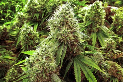 THC-THC - @THC-THC: Dlaczego każdy powinien uprawiać własną marihuanę? Uprawianie med...