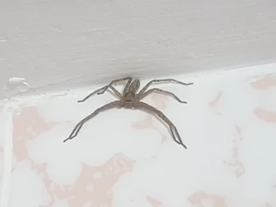 maximus481 - Wiecie do to może być za pająk? Znalazłem przed chwilą w łazience, nie r...