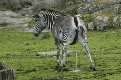 Sebeq92 - @nint: Nie wprowadzaj w błąd.

Oto zebra. Z powiedzenia "leje jak zebra".