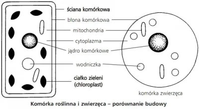 E.....o - @J4cc555: Zakop - informacja nieprawdziwa, roślinne mięso nie istnieje.