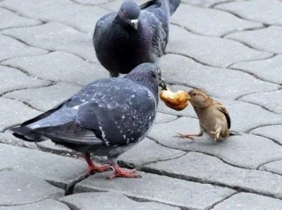 GraveDigger - Gołębie to #!$%@?! Kroją inne ptaki z jedzenia. ( ͡° ͜ʖ ͡°)
#zwierzacz...