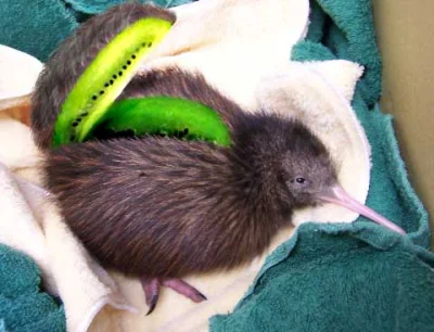 u.....o - Kiwi