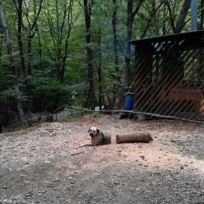 tomosano - Jedna z ofiar wycinki lasów (╯︵╰,)

#las #pies #dobrazmiana #szyszkodnik...