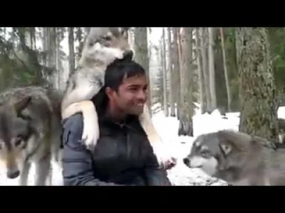 dumelosw - #smiesznypiesek wilki to duże śmieszne pieski ( ͡° ͜ʖ ͡°)