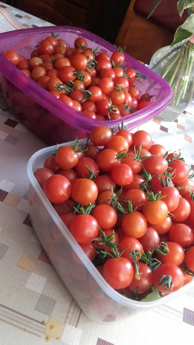 apsikapsik - Pomidorki koktajlowe opanowały ogródek

Slodziutkie i pachnące! 
Tylko c...