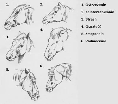 Ixiliam - @UnitrA: Uszami i mową ciała. Coś jak psy. Jak koń kładzie uszy do tyłu to ...