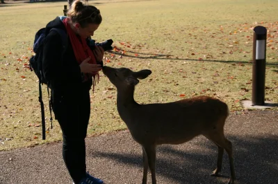 KrolWlosowzNosa - W Japonii jest maisto Nara, gdzie setki jeleni chodzą ulicami. Mają...