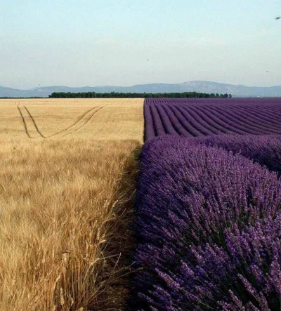 Castellano - Pole pszenicy spotykające się z polem lawendy
#fotografia #earthporn