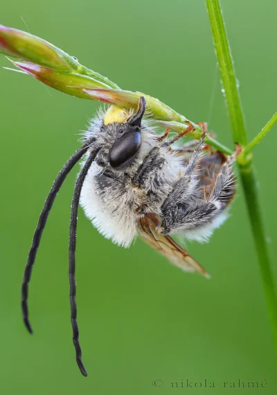 Robakac - uchwycenie żuwaczkami rośliny pozwala pszczole z rodzaju Eucera bezpieczny ...