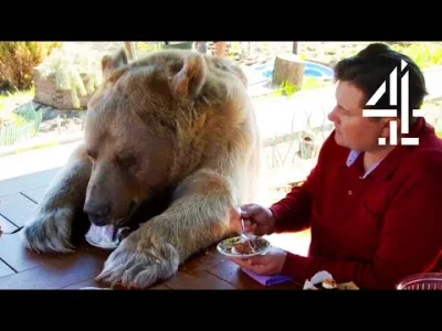 alficki - To Stefan. Niedźwiedź, który 25 lat temu został zabrany z zoo przez pewną r...