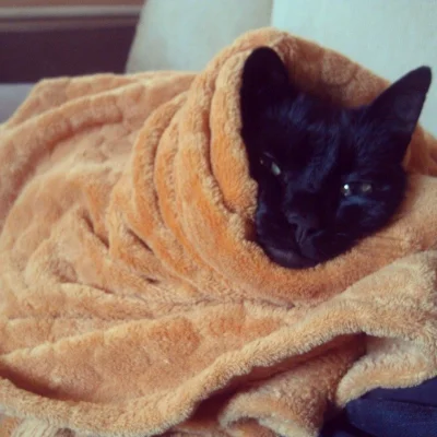 dzidens - @dzidens: Moj czarny kebsik :3 #pokazkota #koty