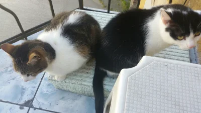 Mcy7880 - @MaupoIina: dlatego koty na noc już nie są puszczane na balkon :D