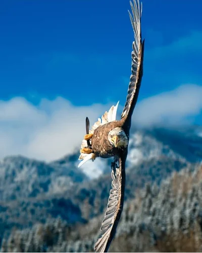 Pani_Asia - #natura #eagle #zwierzeta #ptaki #estetyczneobrazki #zwierzaczki #dziendo...