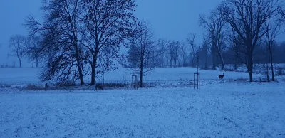 acidd - Wychodzę na fajkę do garażu a tu taki widok z okna z rana, jedzenie biega sob...