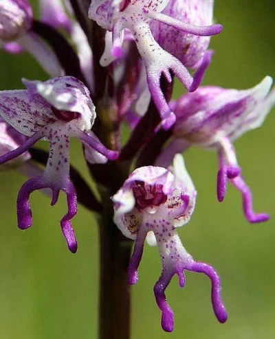 G.....8 - Jakie fajne kwiatki:3 

#orchidea #malpa