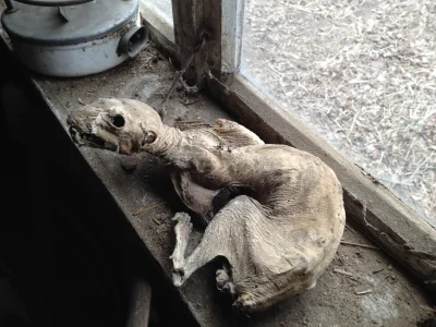 TheGoto - Takiego zwierzaka znalazłem na strychu w starym, opuszczonym domu.
#ciekaw...