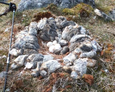 GraveDigger - Gniazdo sowy zbudowane z ponad 70 zwłok zabitych lemingów. Istna masakr...