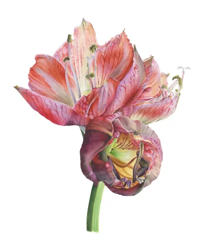 E.....C - Victoria Braithwaite - Amaryllis 'Happy Memory'
#sztuka #malarstwo #akware...