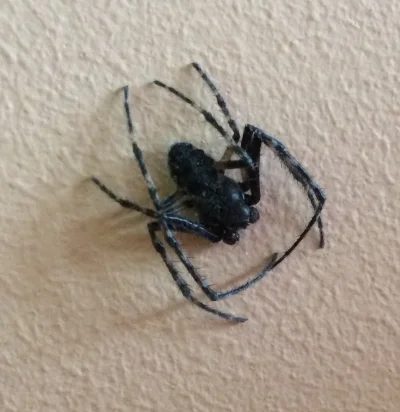 brunsik - Taki kurde pająk u moich dzieciaków w pokoju łaził, czy to groźne cholerstw...