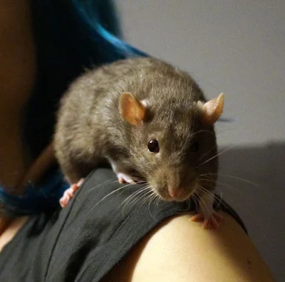 ratty - Mortadela, jedna z moich 6 szczurzyc, wita mirko ( ͡° ͜ʖ ͡°) #pokazszczura #z...