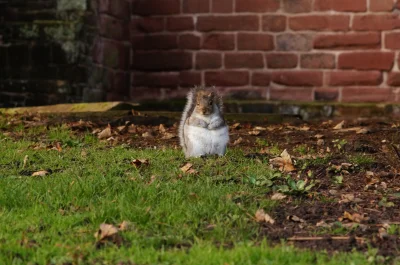 sepinroth - Tłuściutkie, puchate wiewióry z parku Grosvenor, Chester (UK). #wiewiorka...