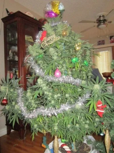 marek_antoniusz - Wesołych świąt Mirki.

#fajnachoinka #cannabis #swieta #bozenarodze...