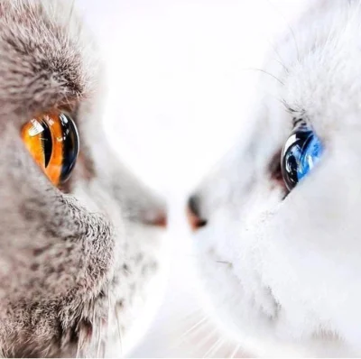WuDwaKa - Zimne spojrzenie i ogień w oczach (｡◕‿‿◕｡)

#koty #kot #kitku