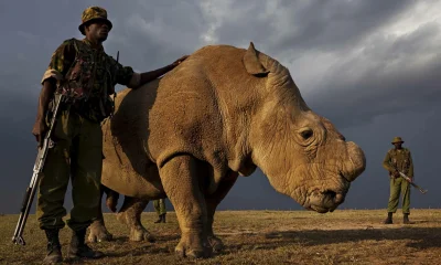 irytacjaniebosklonu - To jest ostatni samiec nosorożca białego północnego. 
#natura ...