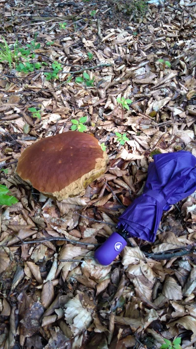 gluzgus - Ale parasol znalazłem, dałem grzyba do porównania.
#heheszki